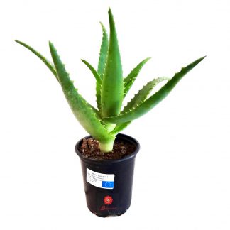 Pianta Aloe Arborescens Etnea in vaso 20 cm