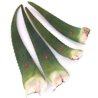 4 foglie fresche da pianta di ALoe Arborescens Etnea