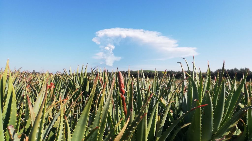 Piantagione di Aloe Arborescens Etnea - L'abruzzese